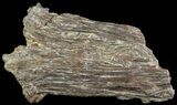 Cimolichthys (Cretaceous Fish) Skull Section - Kansas #66884-2